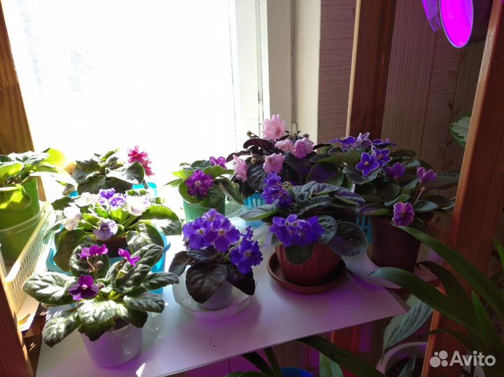 Детки сортовых фиалок