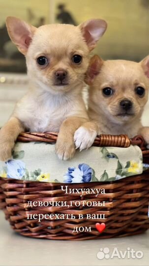 Чихуахуа mini с документами