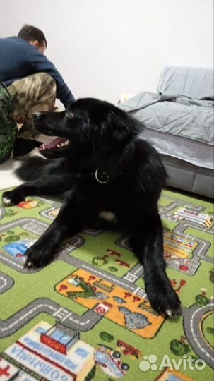 Тувинская овчарка