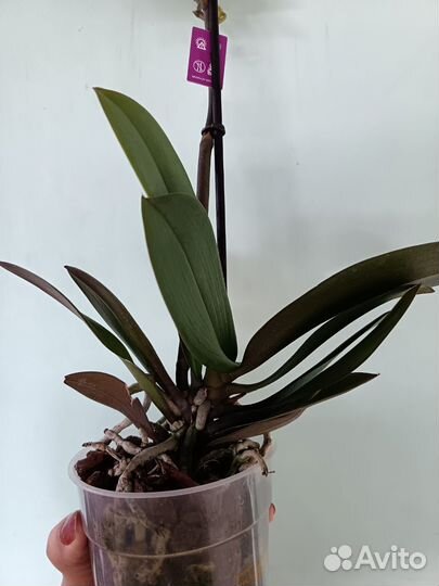 Орхидея фаленопсис