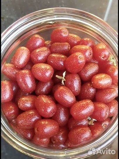 Гуми, лох многоцветковый