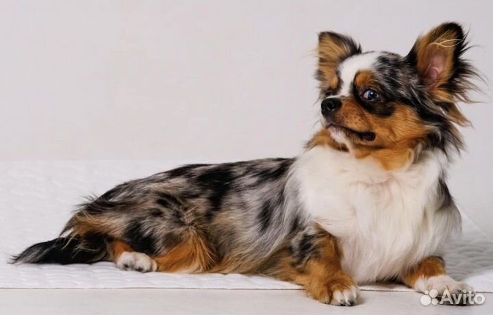 Вязка кобель чихуахуа