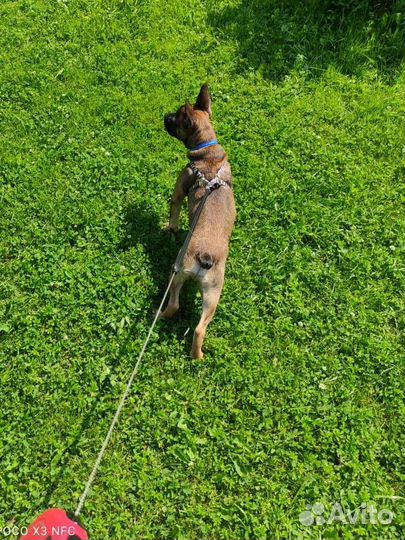 Выгул собак, зооняня, передержка животных