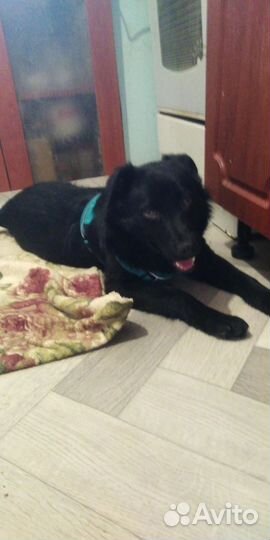 Щенок, мальчик