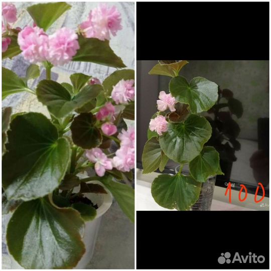 Комнатные растения