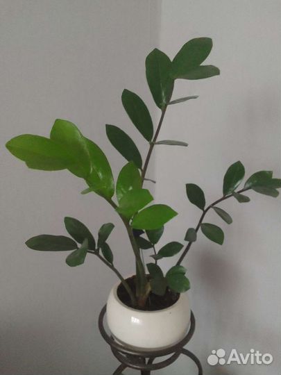 Замиокулькас