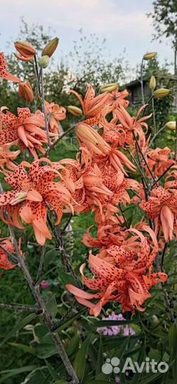 Лилия тигровая махровая