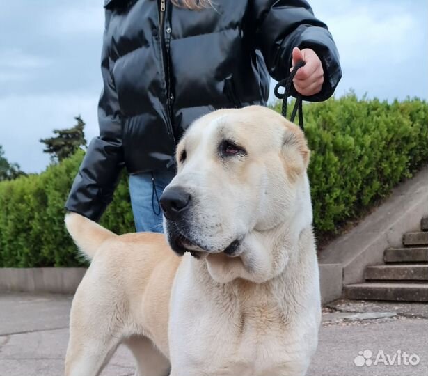 Щенки среднеазиатской овчарки