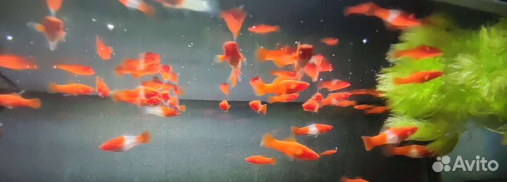 Меченосец Санта Клаус