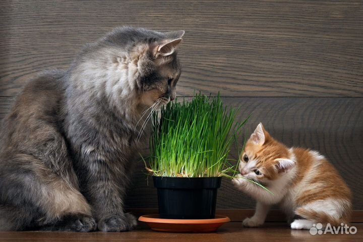 Трава для кошек