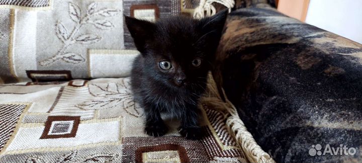 Котята в добрые руки бесплатно