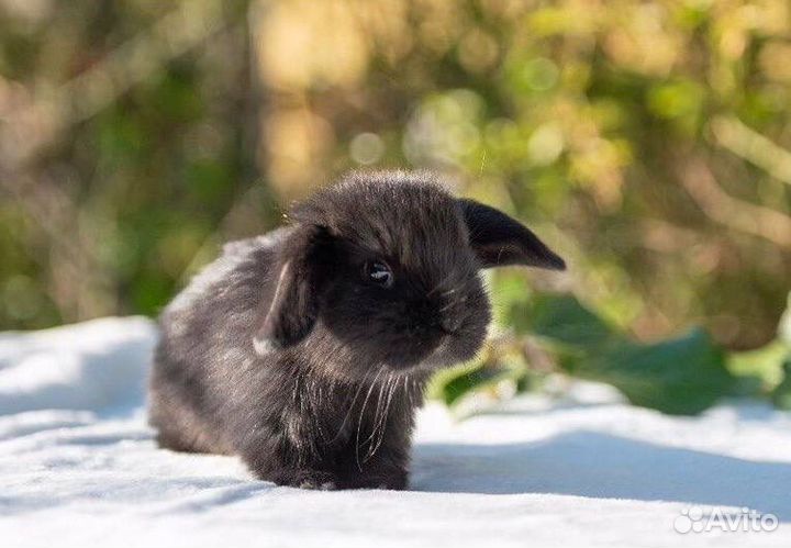 Кролики Карликовые Вислоухие Самые Красивые