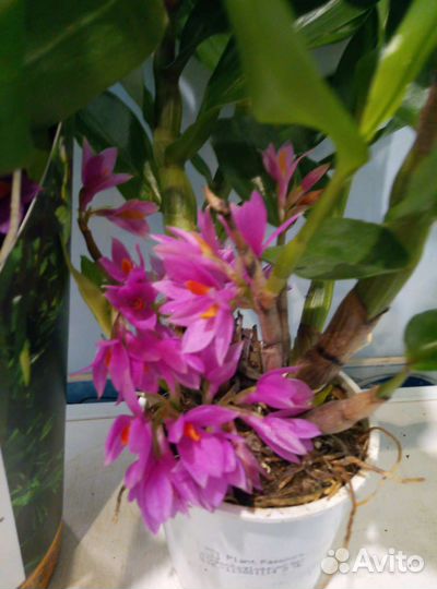 Коллекционные орхидеи