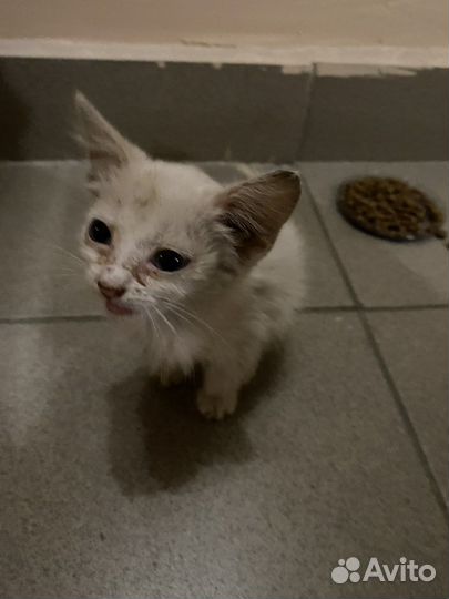 Белый пушистый котенок