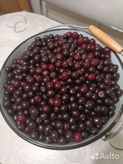 Вишня ягода свежая