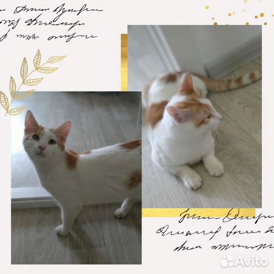 Замечательный котенок ищет дом