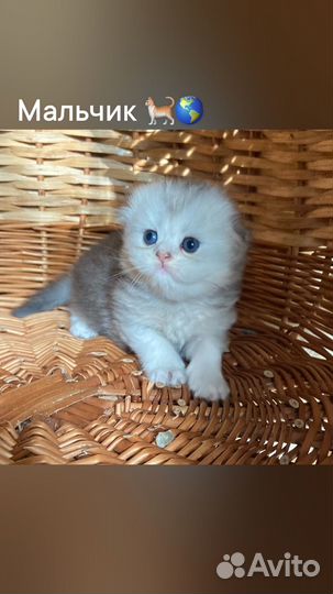 Шотландский котик хайленд фолд