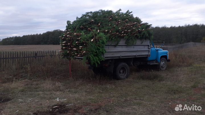 Живые елки сосны оптом