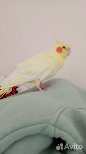 Попугай корелла