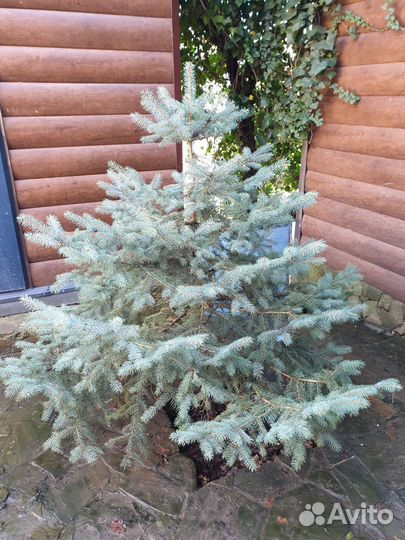 Ель голубая