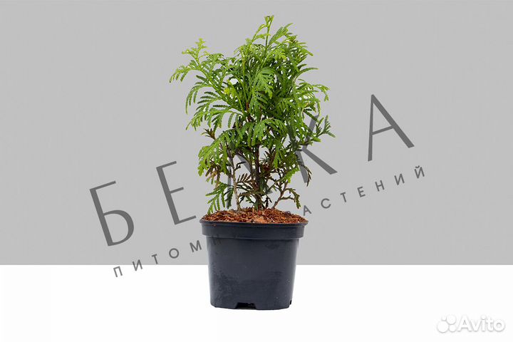 Туя Смарагд, Брабант оптом и в розницу
