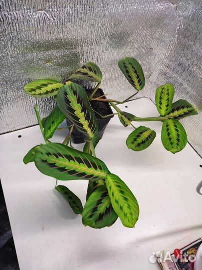 Комнатные цветы