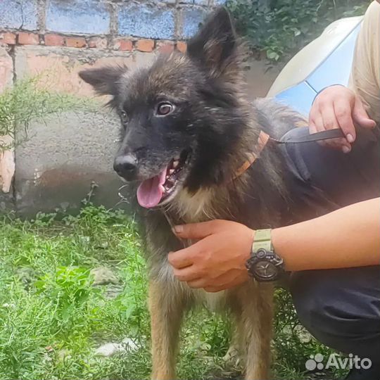 Собака в добрые руки