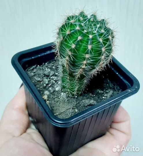 Суккуленты