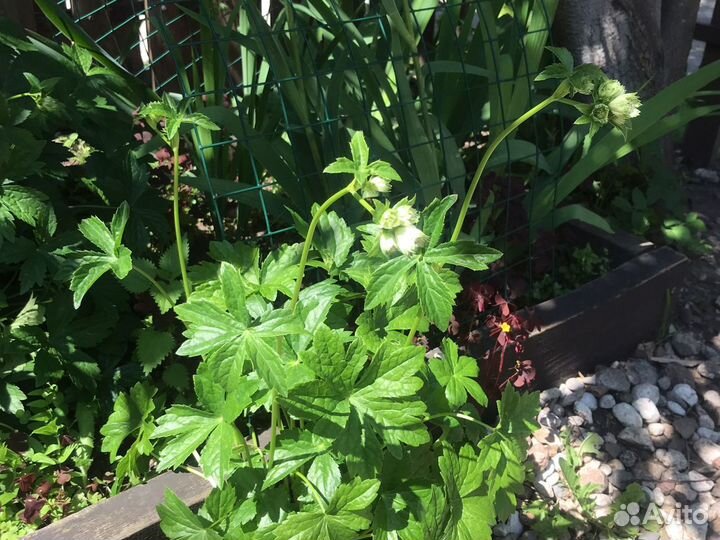 Растения многолетники. большой куст пион