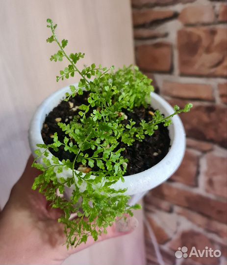 Комнатные цветы