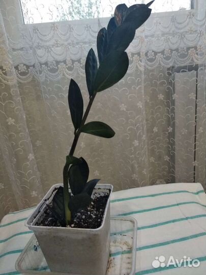 Замиокулькас черный равен