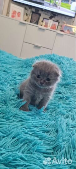 Британские котята