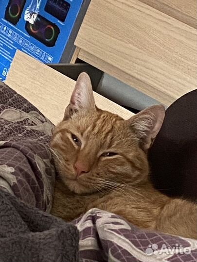 Отдам кота в добрые руки