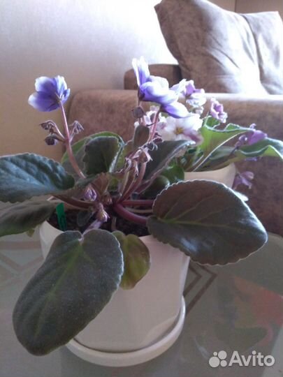 Фиалка в горшках