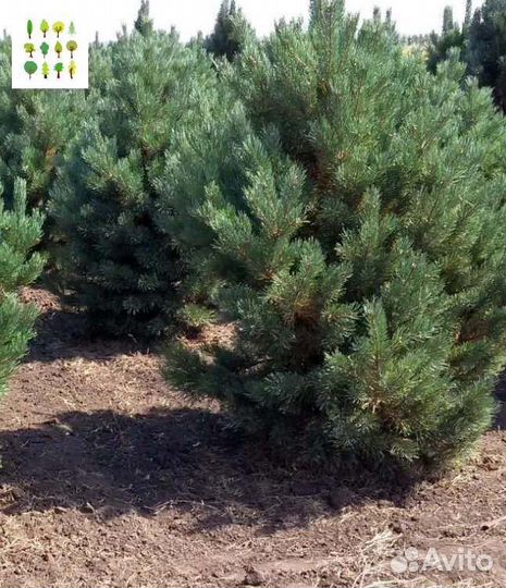 Крупномеры сосны с гарантией