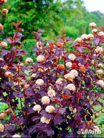 Саженцы пузыреплодника