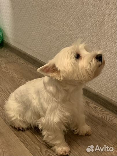 Ищем жениха для девочки вестика