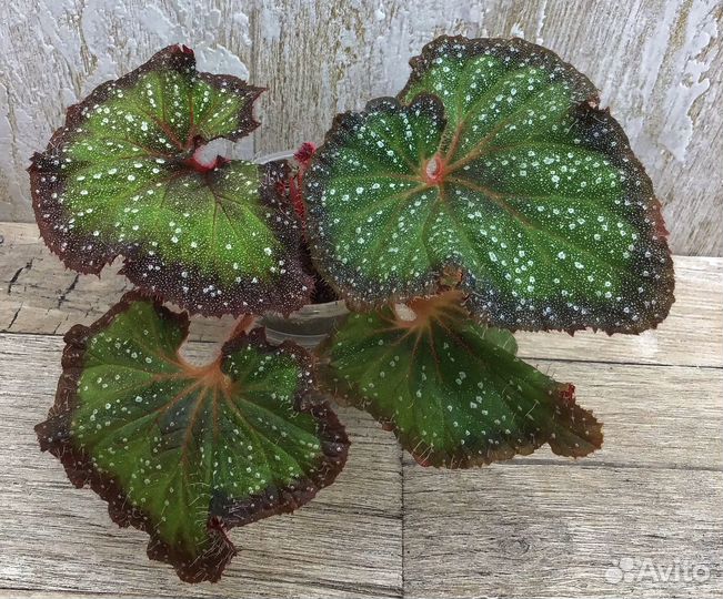 Бегония детки- 8