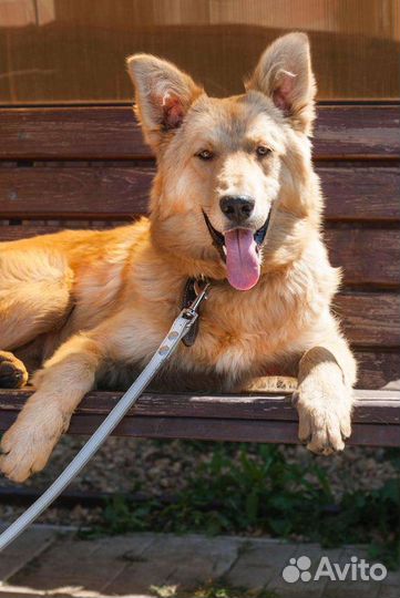 Прекрасная собака ищет дом