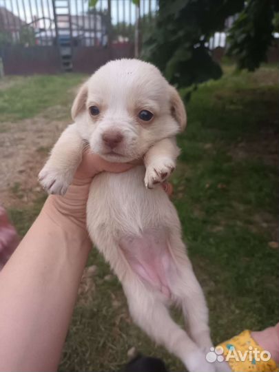 Щенки в добрые руки