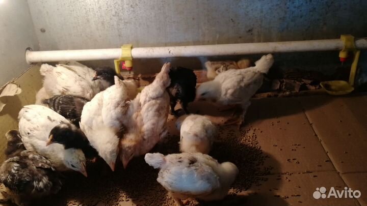 Цыплята несушки подрощенные