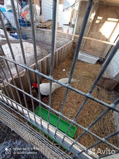 Цесарки,фазан, петухи