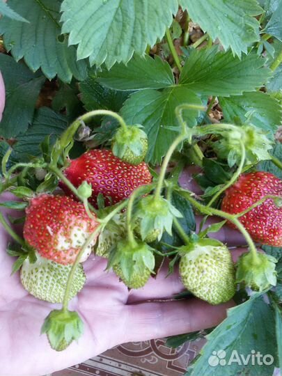 Рассада виктории (земляники садовой крупноплодной)