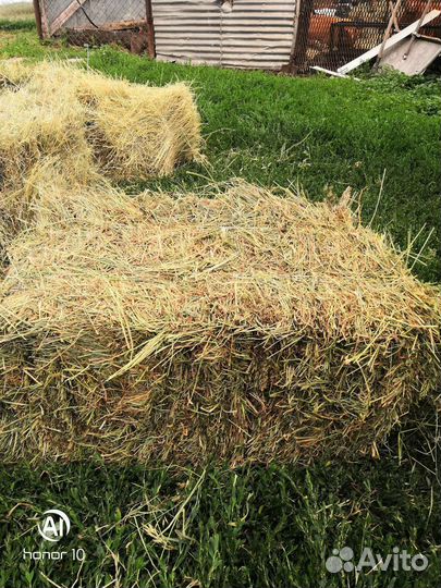 Сено в тюках 2023