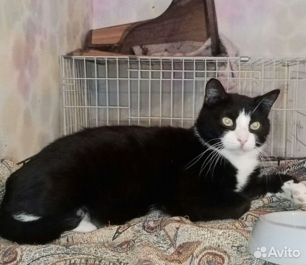 Котик Стёпа