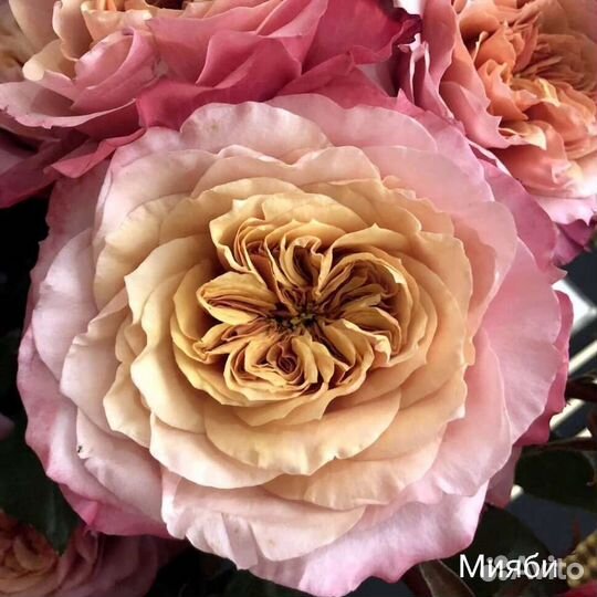 Саженцы японских роз