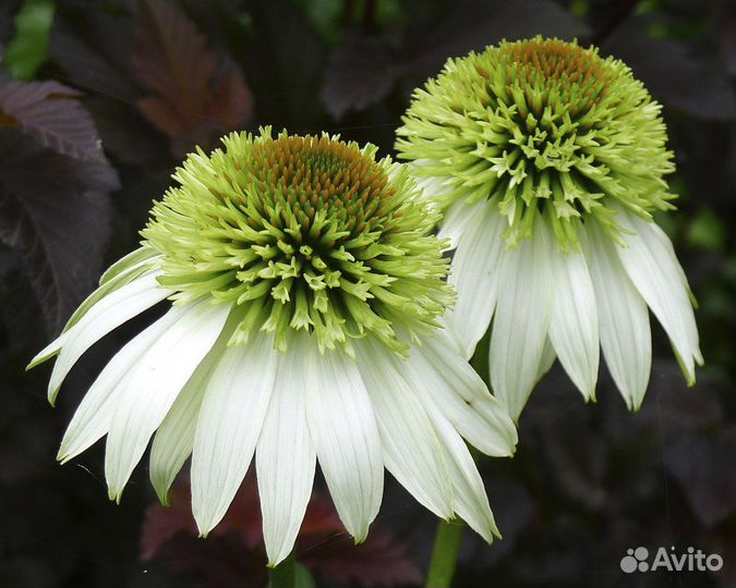 Эхинацея Coconut Lime