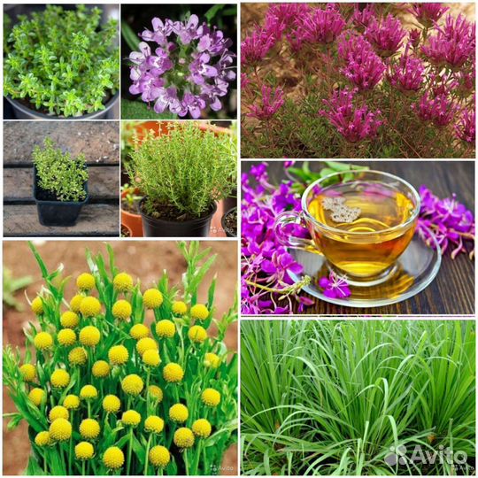 Семена Иван чая,Лемонграсса,Цефалофоры,Тимьяна