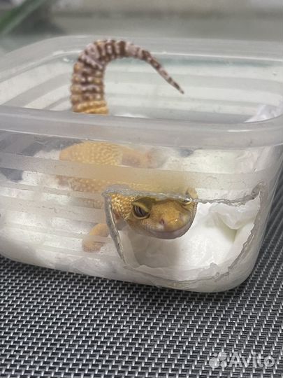 Ящерица эублефар