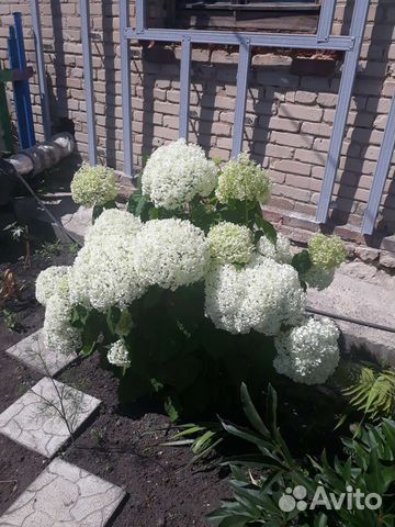 Гортензия Анабель купить в Челябинске | Товары для дома и дачи | Авито